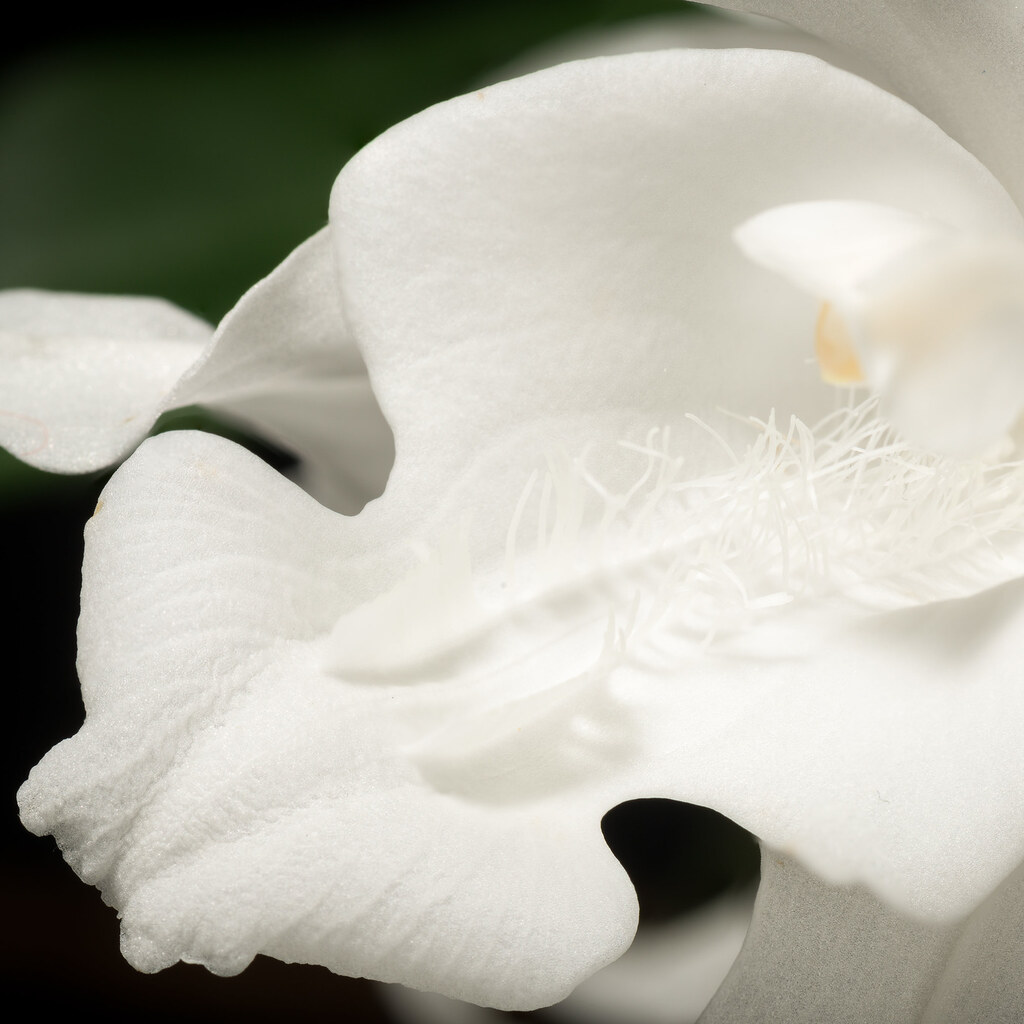 Photo of a pure white flower