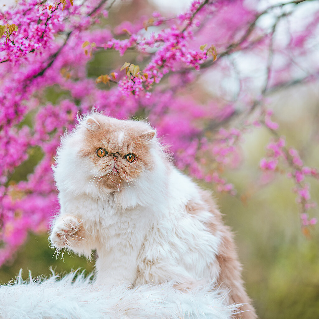 Photo of a Persian cat