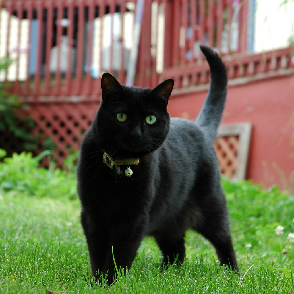 Photo of a cat
