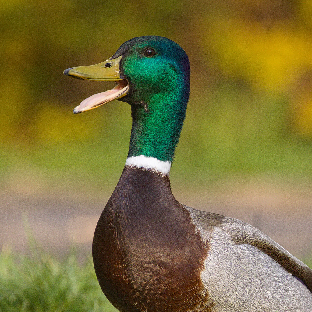 Photo of a duck quacking.