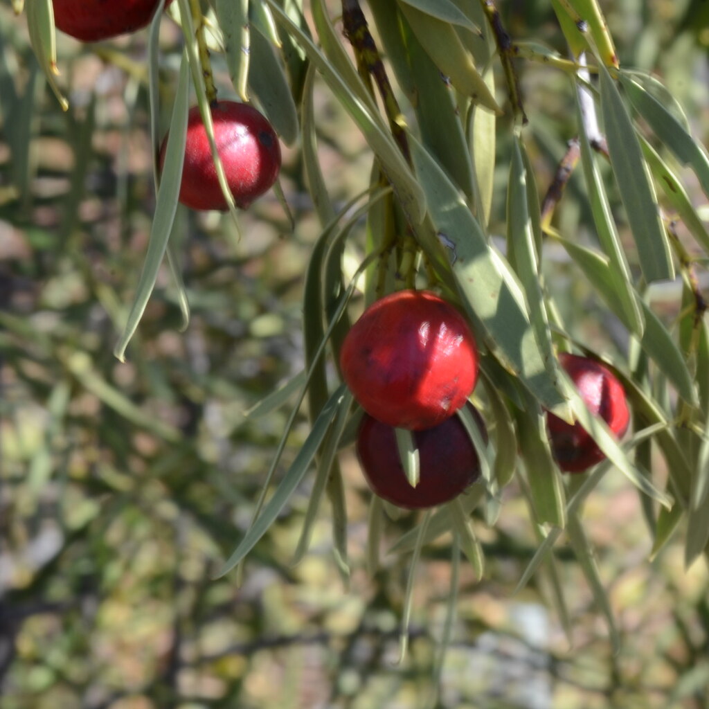 Photo of quandong fruit