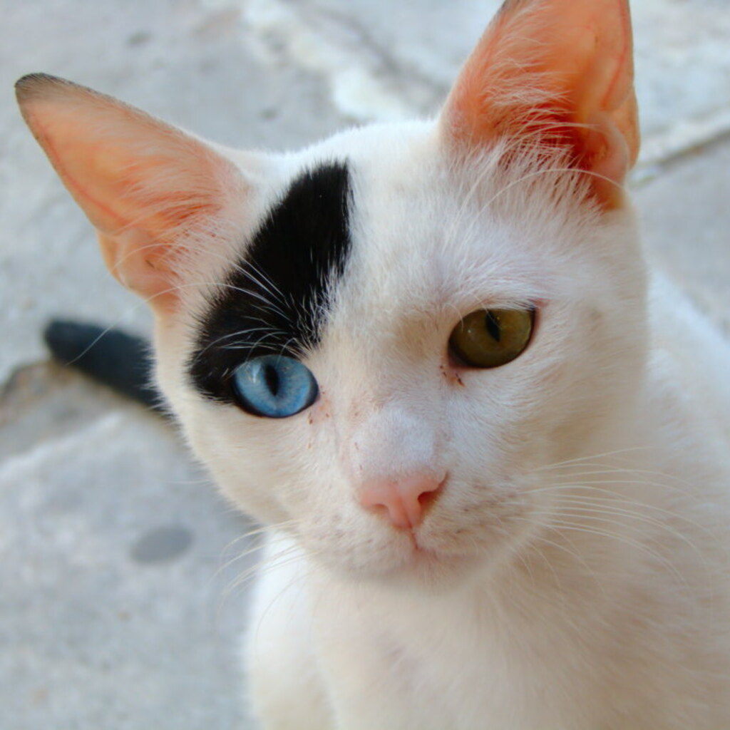 A photo of a queer looking cat