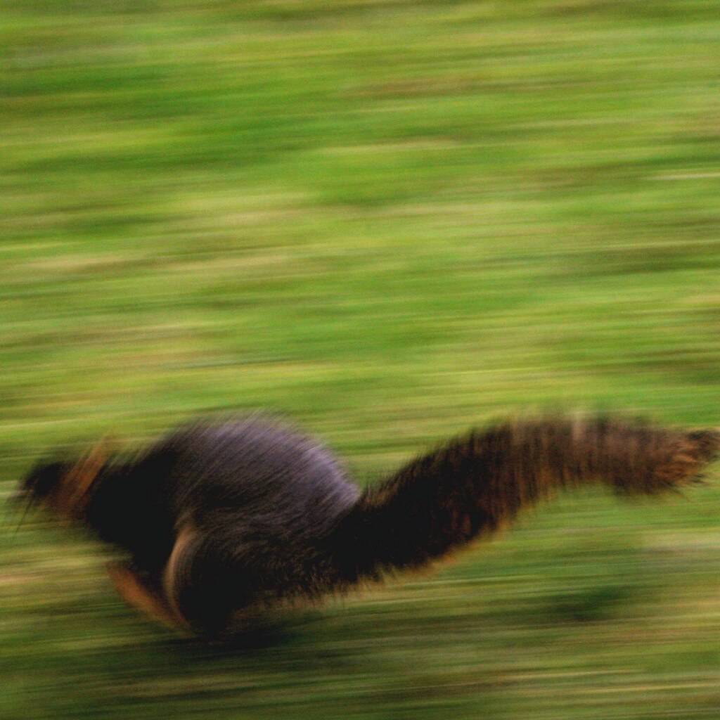 Photo of a squirrel running