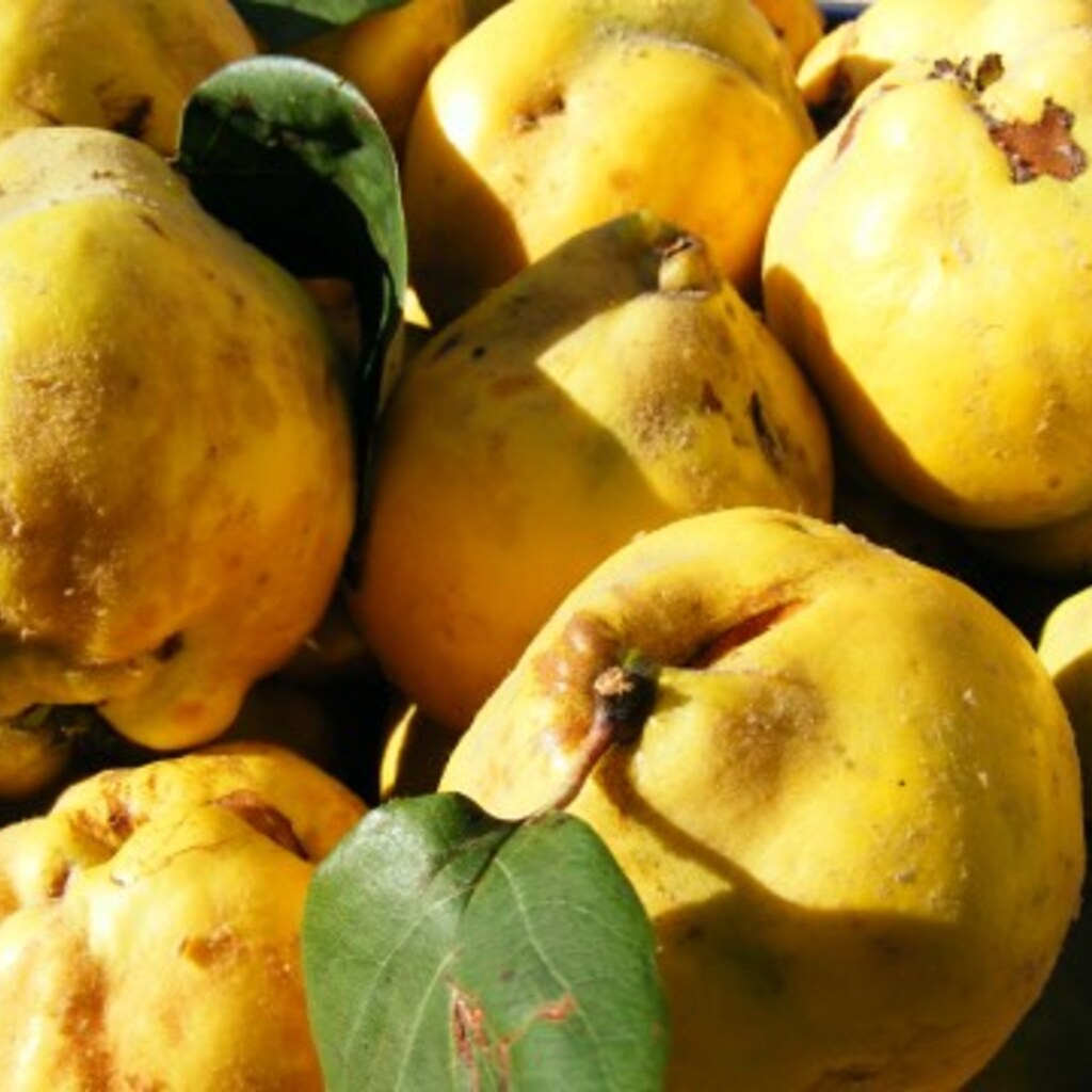 Photo of ripe quinces