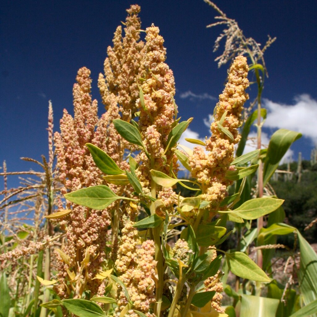 Photo of quinoa
