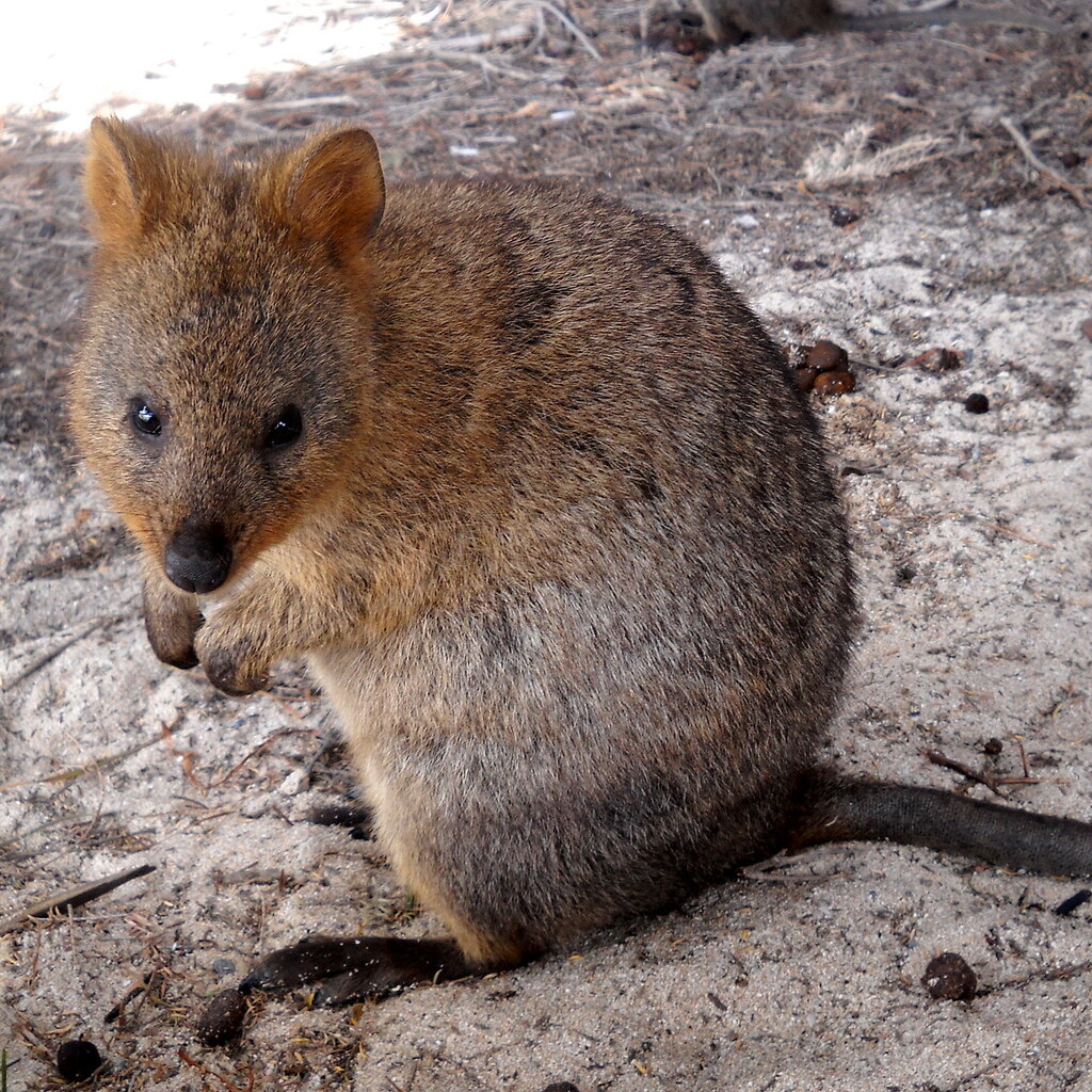 Photo of a quokka