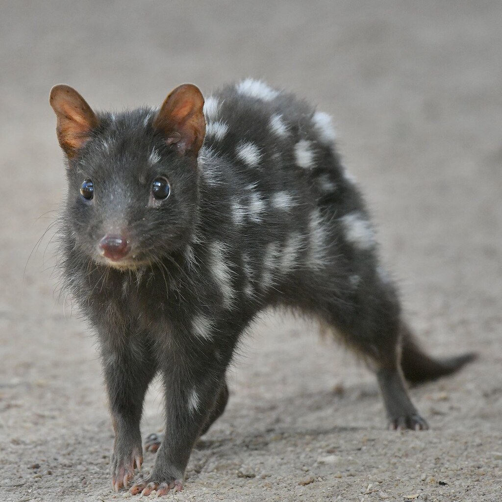 Photo of a spotted quoll