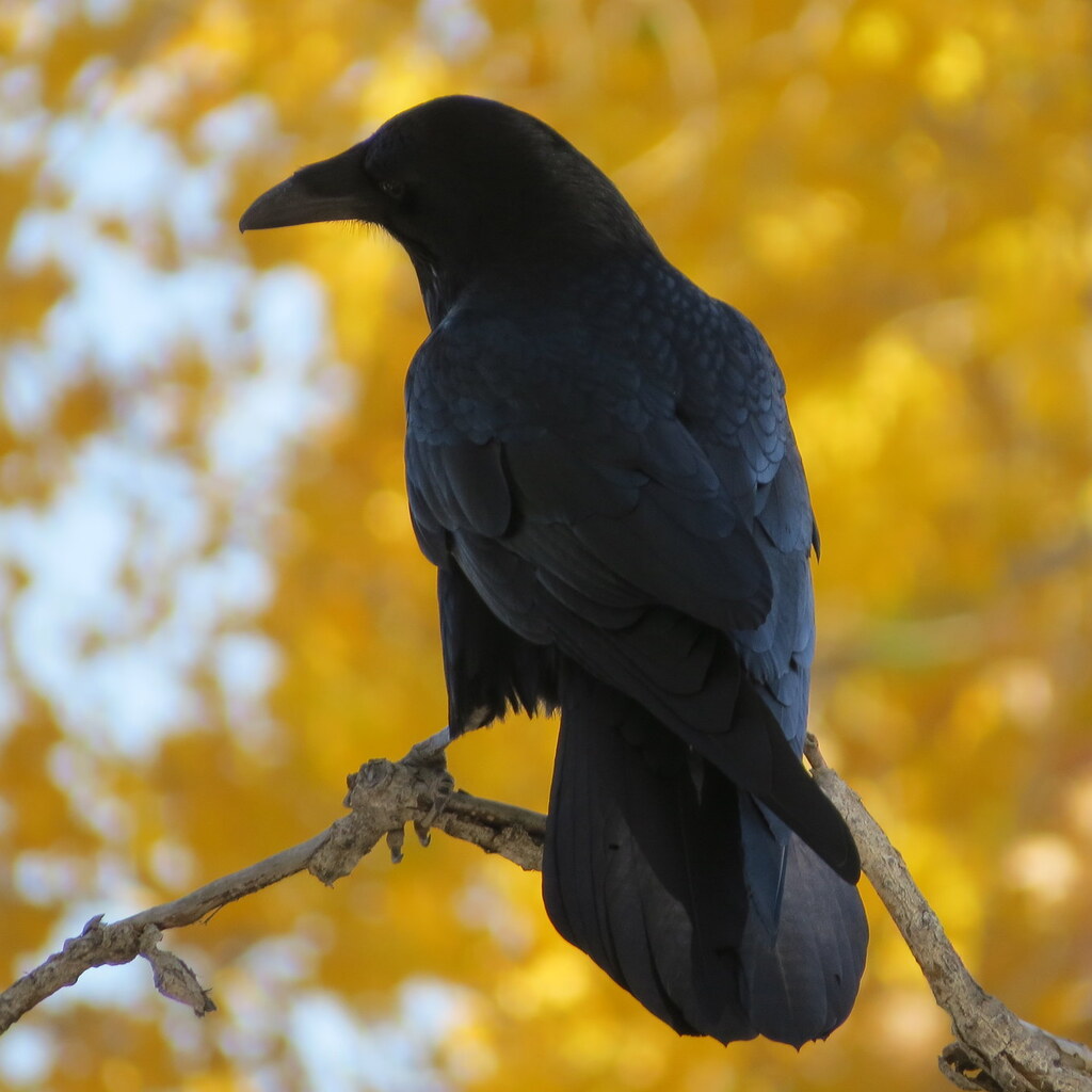 Photo of a raven