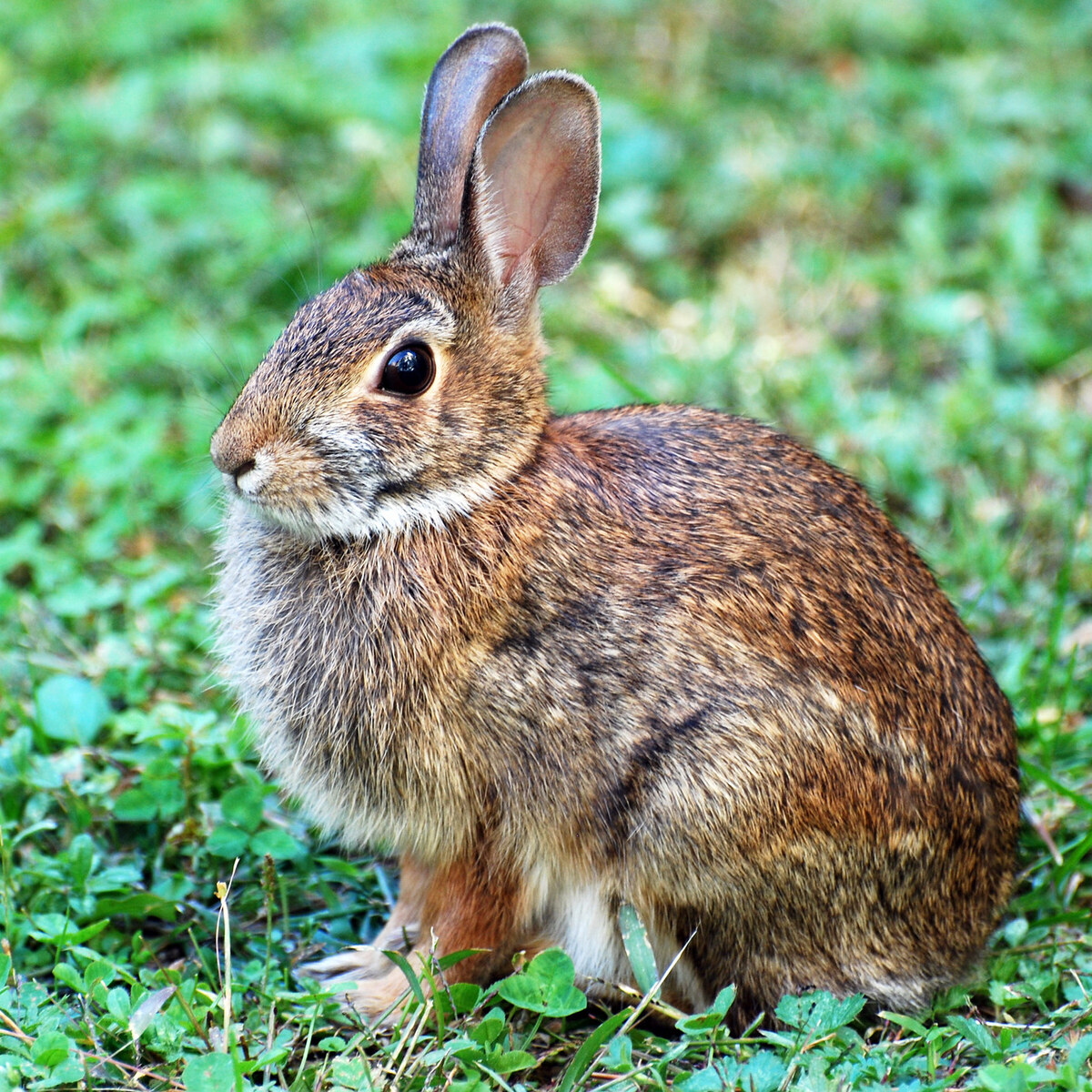 Photo of a rabbit
