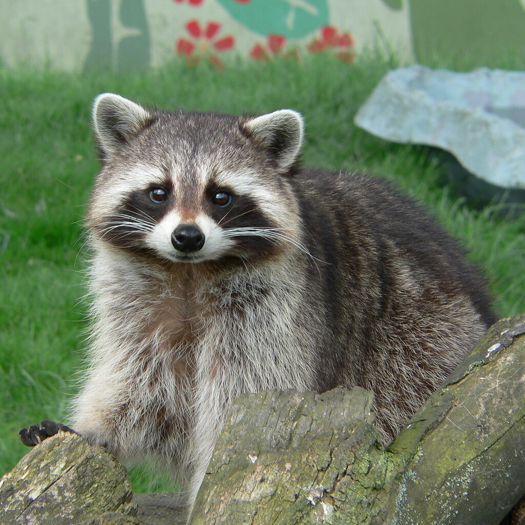 Photo of a raccoon