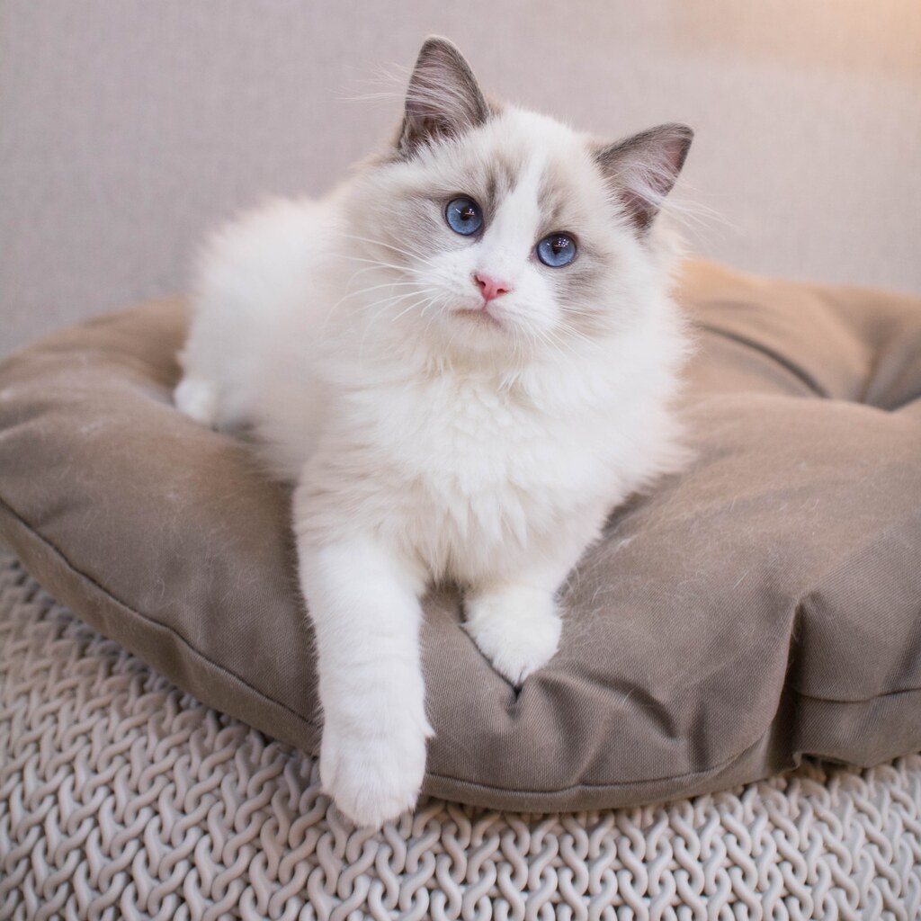 Photo of a ragdoll cat