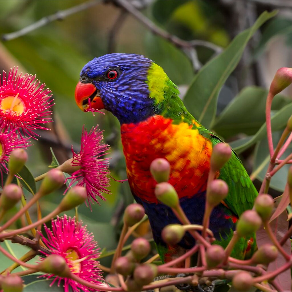 Photo of a rainbow lorikeet.
