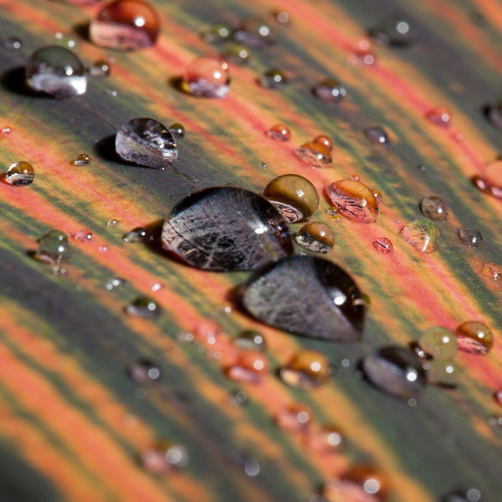 Photo of raindrops on a leaf