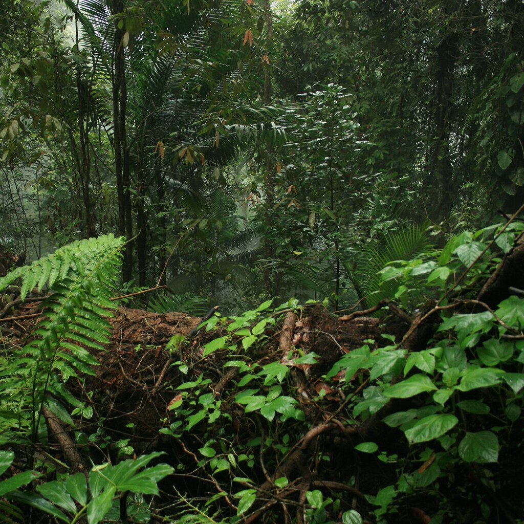 Photo of a rainforest.