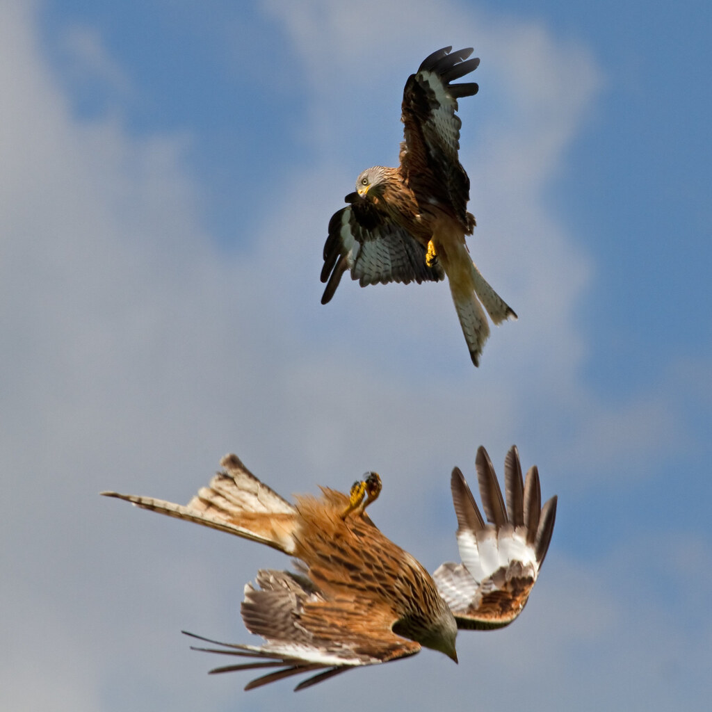 Photo of two raptors fighting