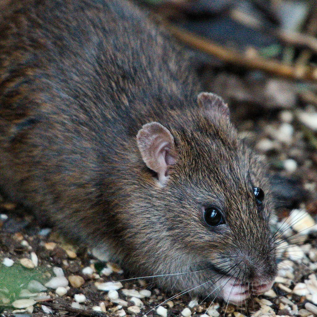 Photo of a rat
