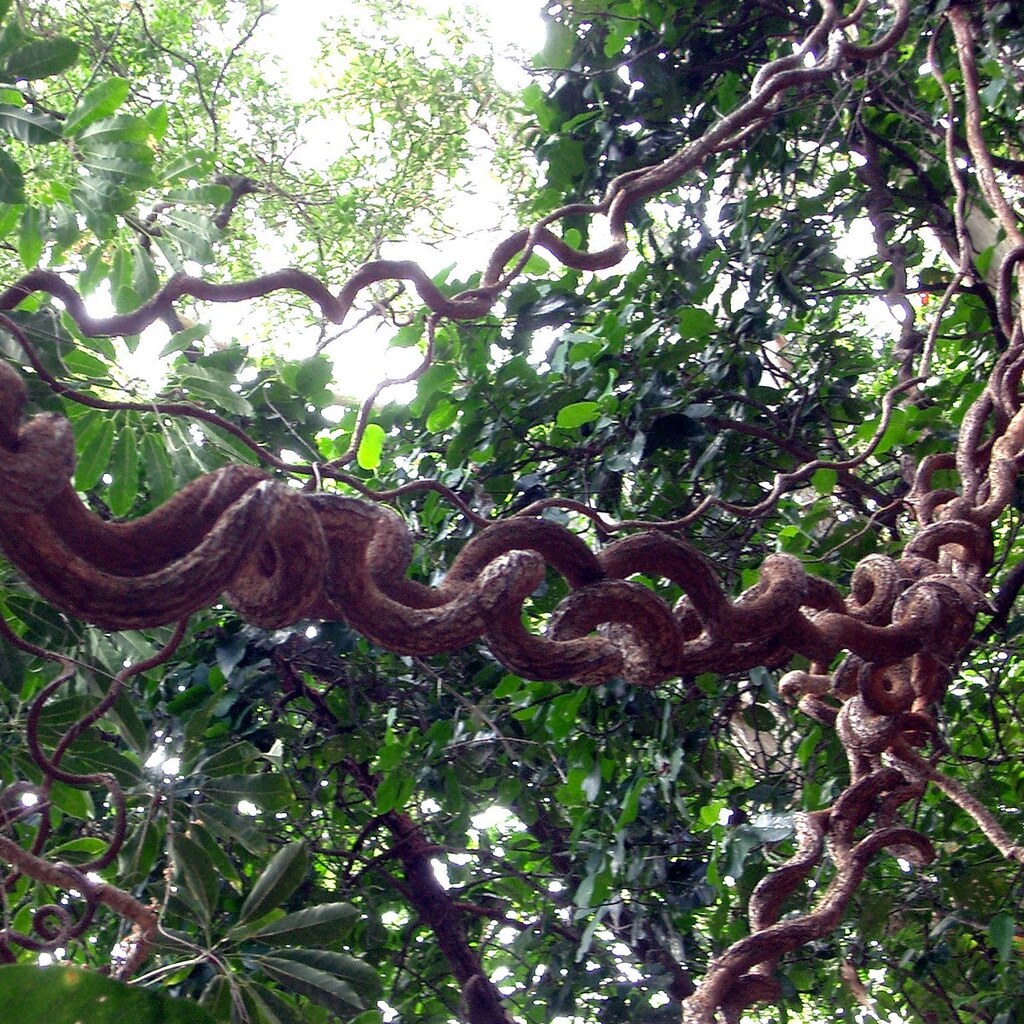 Photo of rattan vines