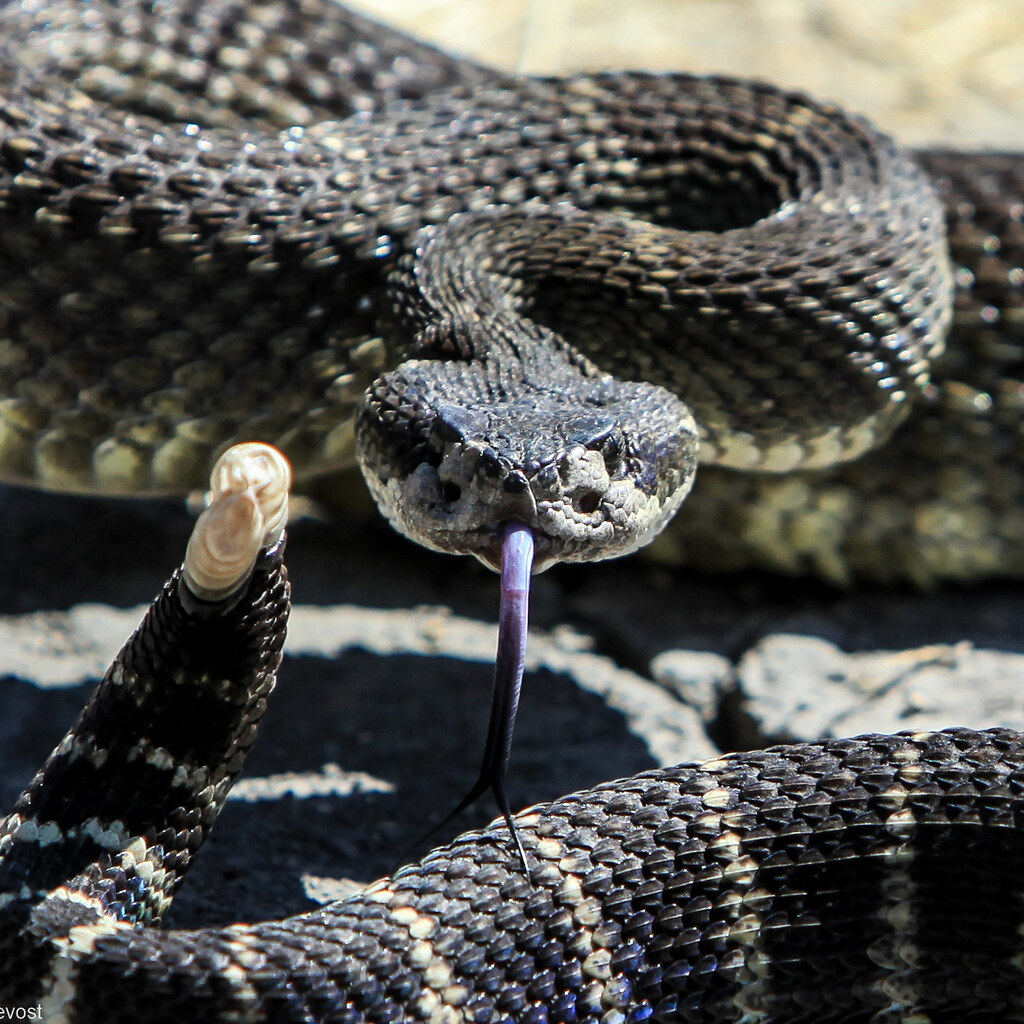 Photo of a rattlesnake.