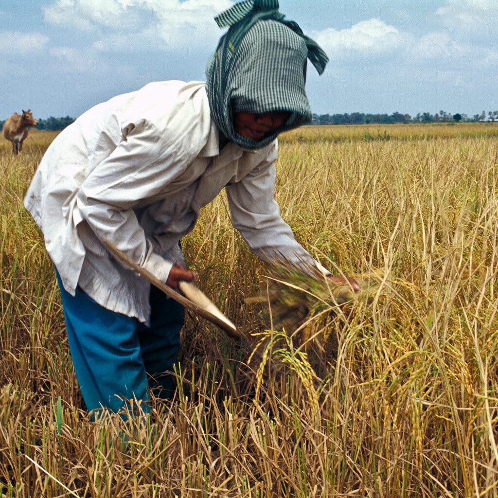 Photo of a woman reaping rice