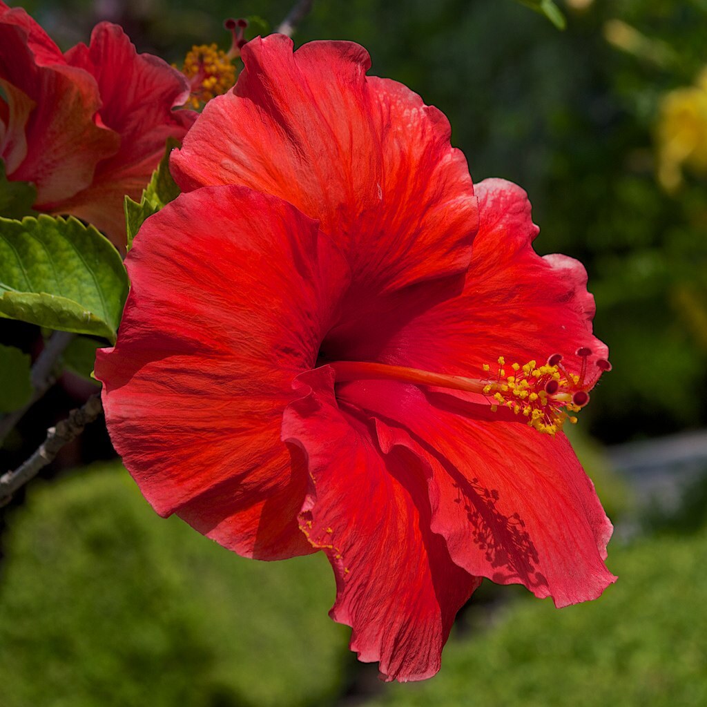 Photo of a red flower