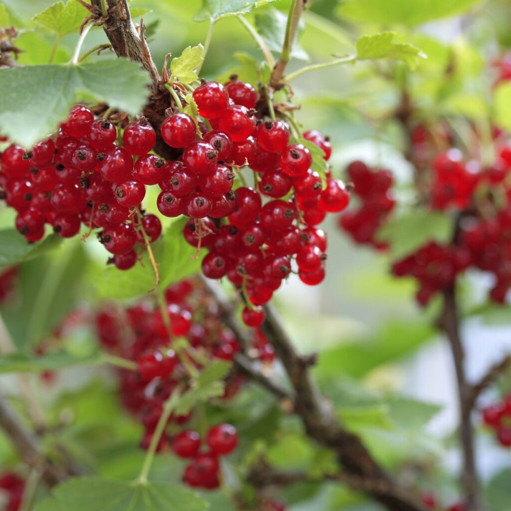 Photo of redcurrants
