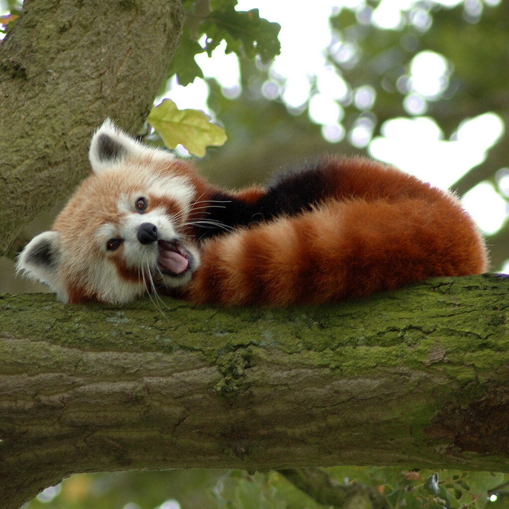 Photo of a red panda