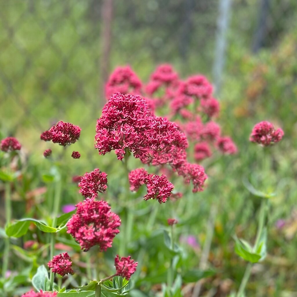 Photo of red valerian