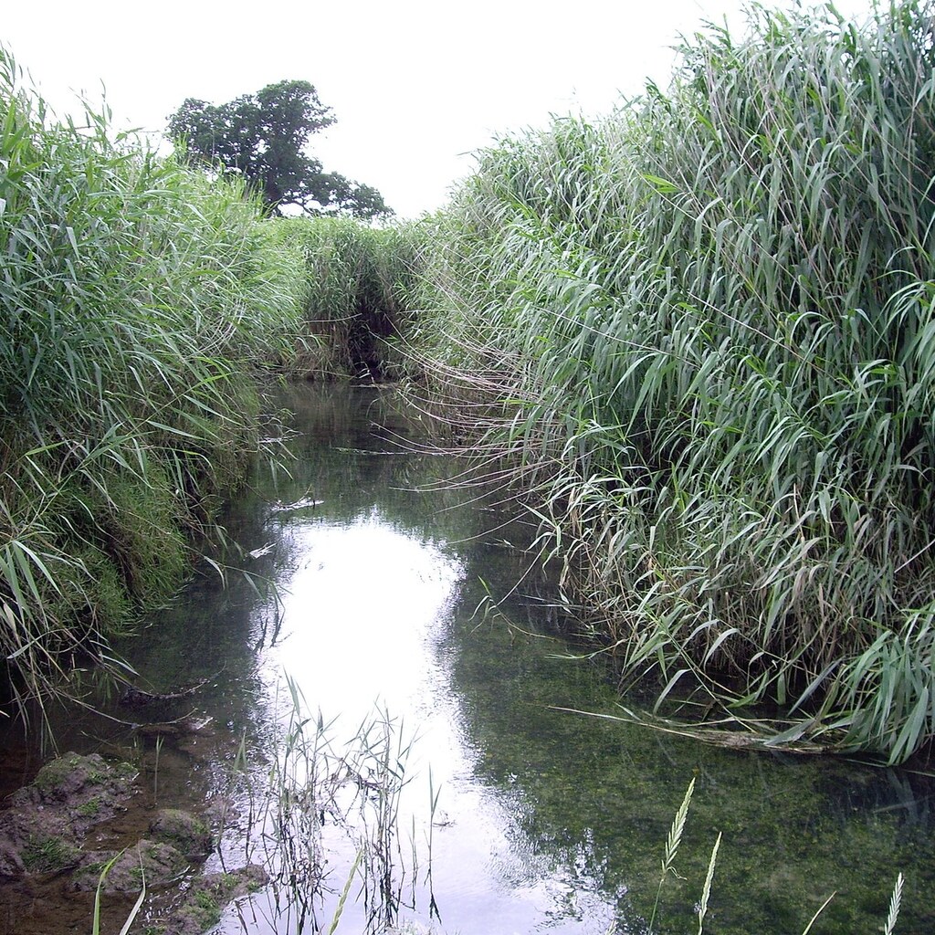 Photo of reeds