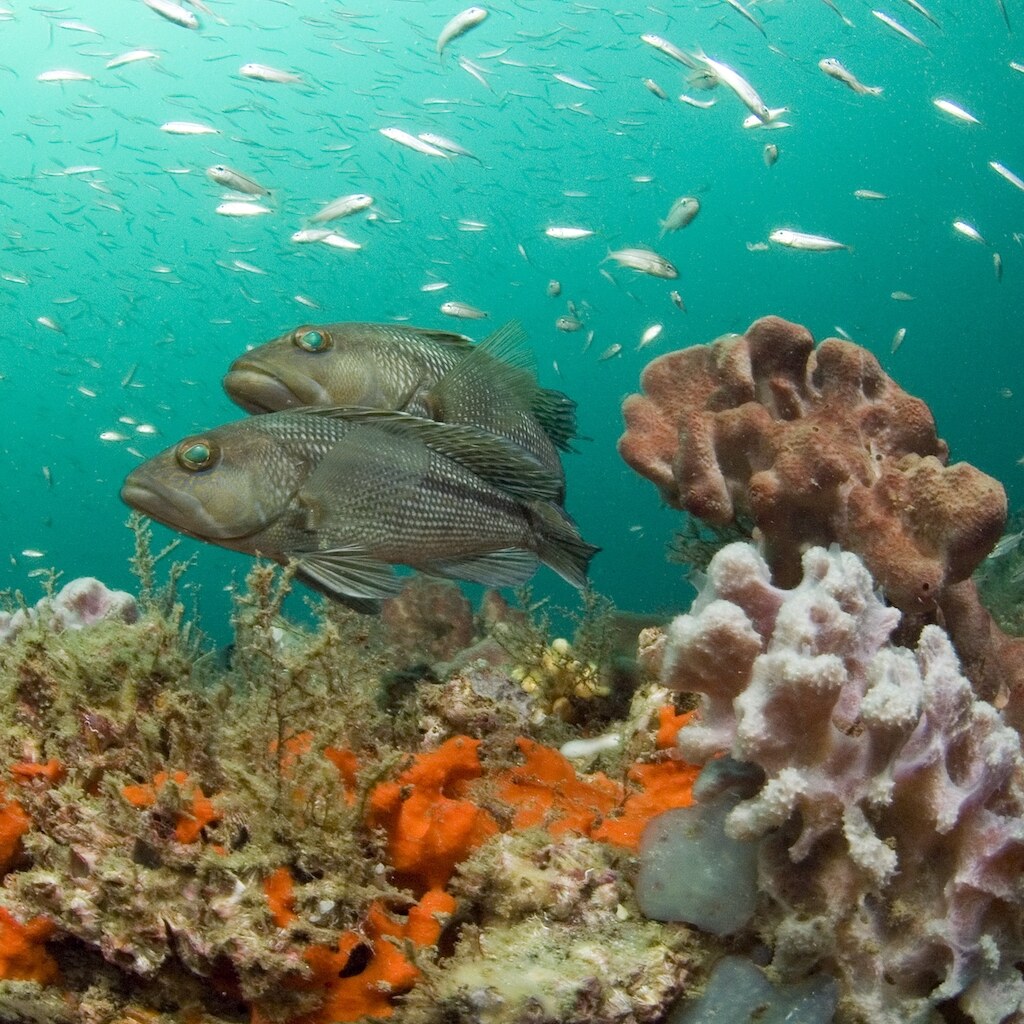 Photo of a coral reef