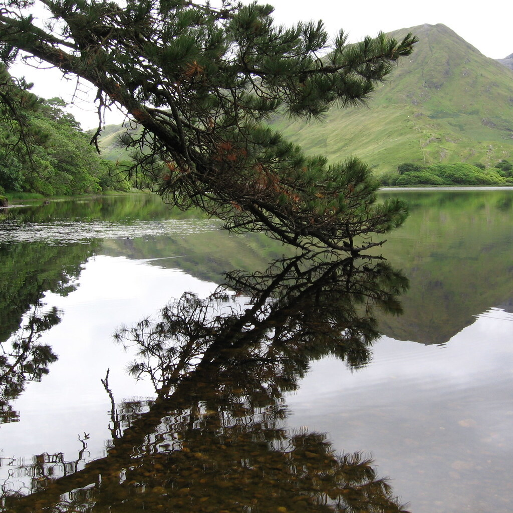 Photo of a tree branch and its reflection