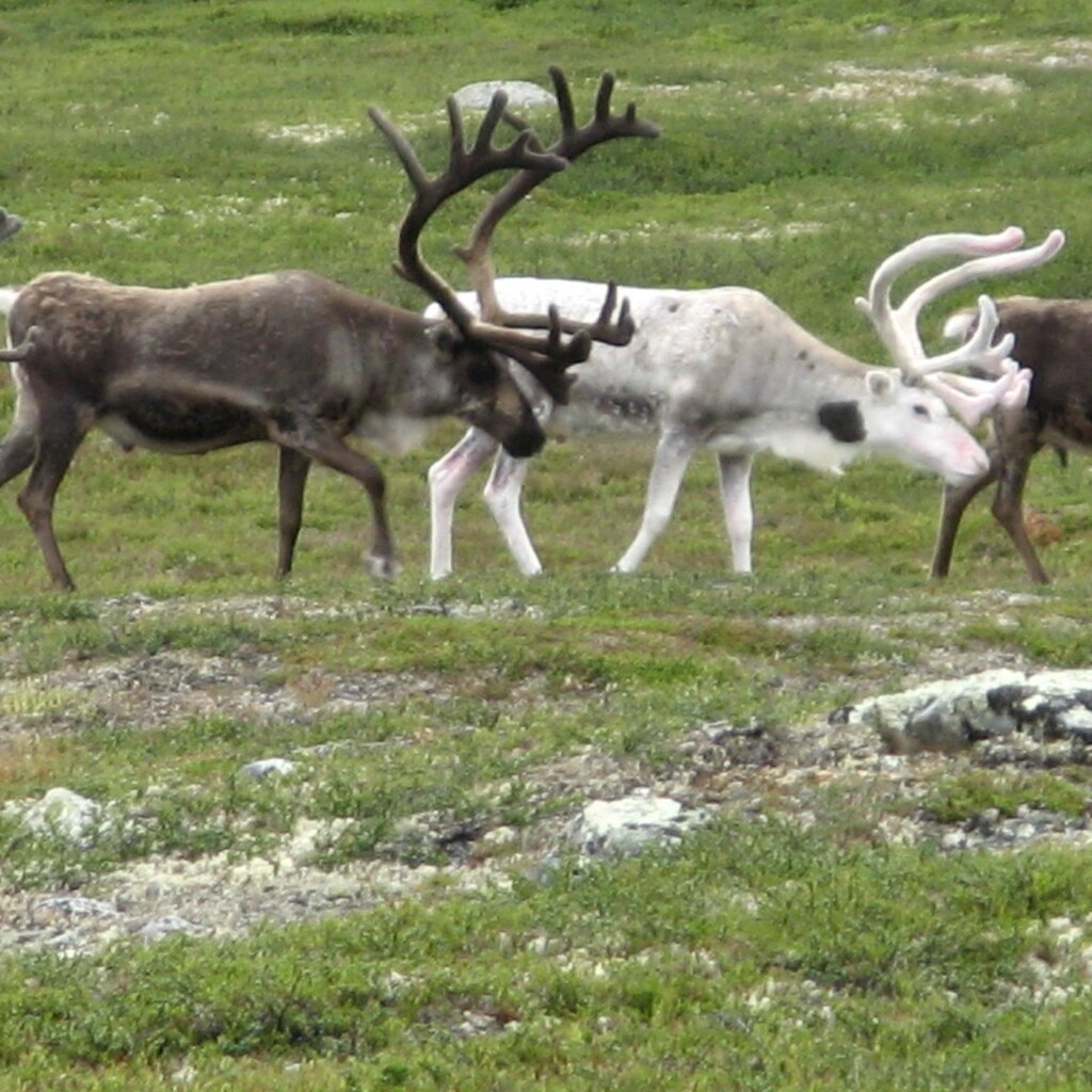 Photo of some reindeer