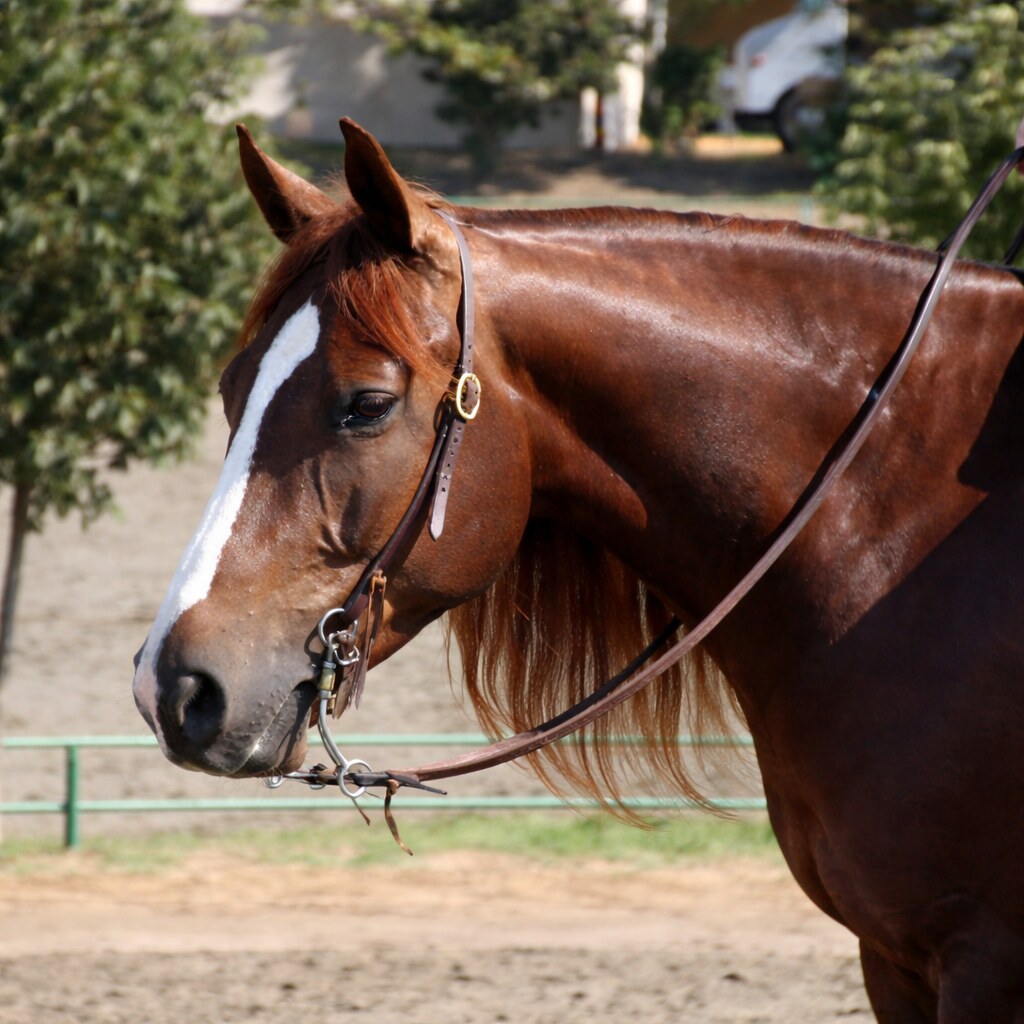 Photo of reins on a horse