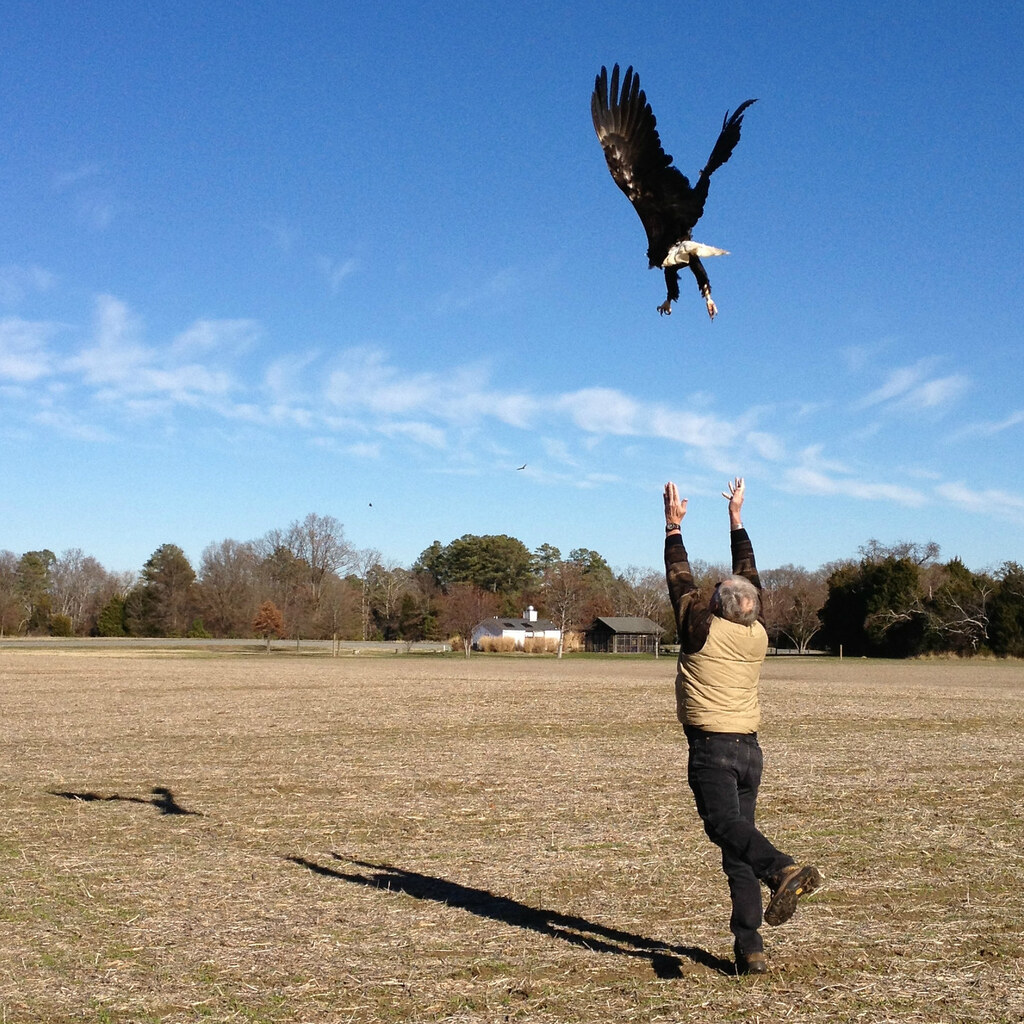 Photo of man releasing an eagle
