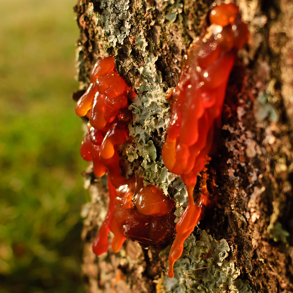 Photo of tree resin