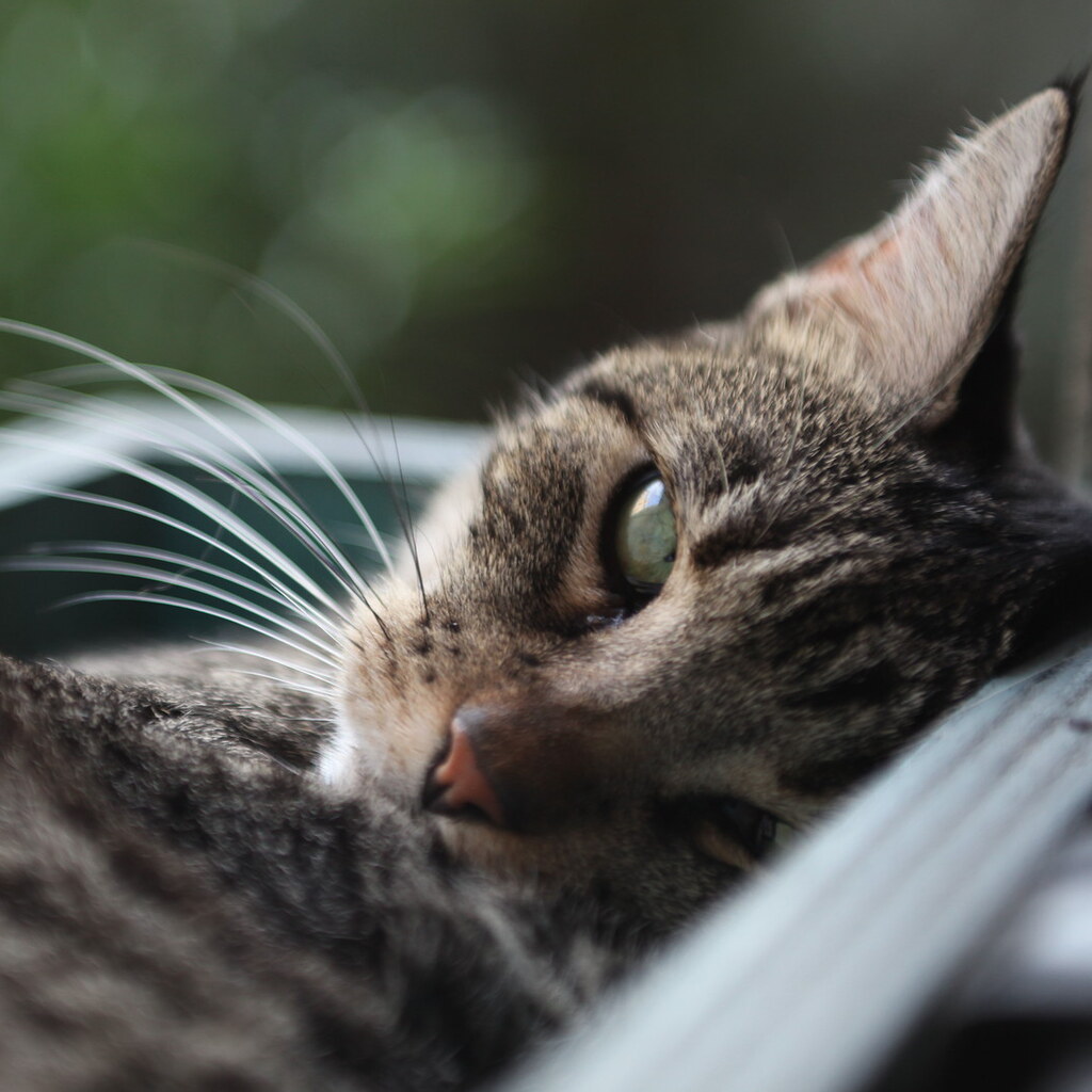 Photo of cat resting