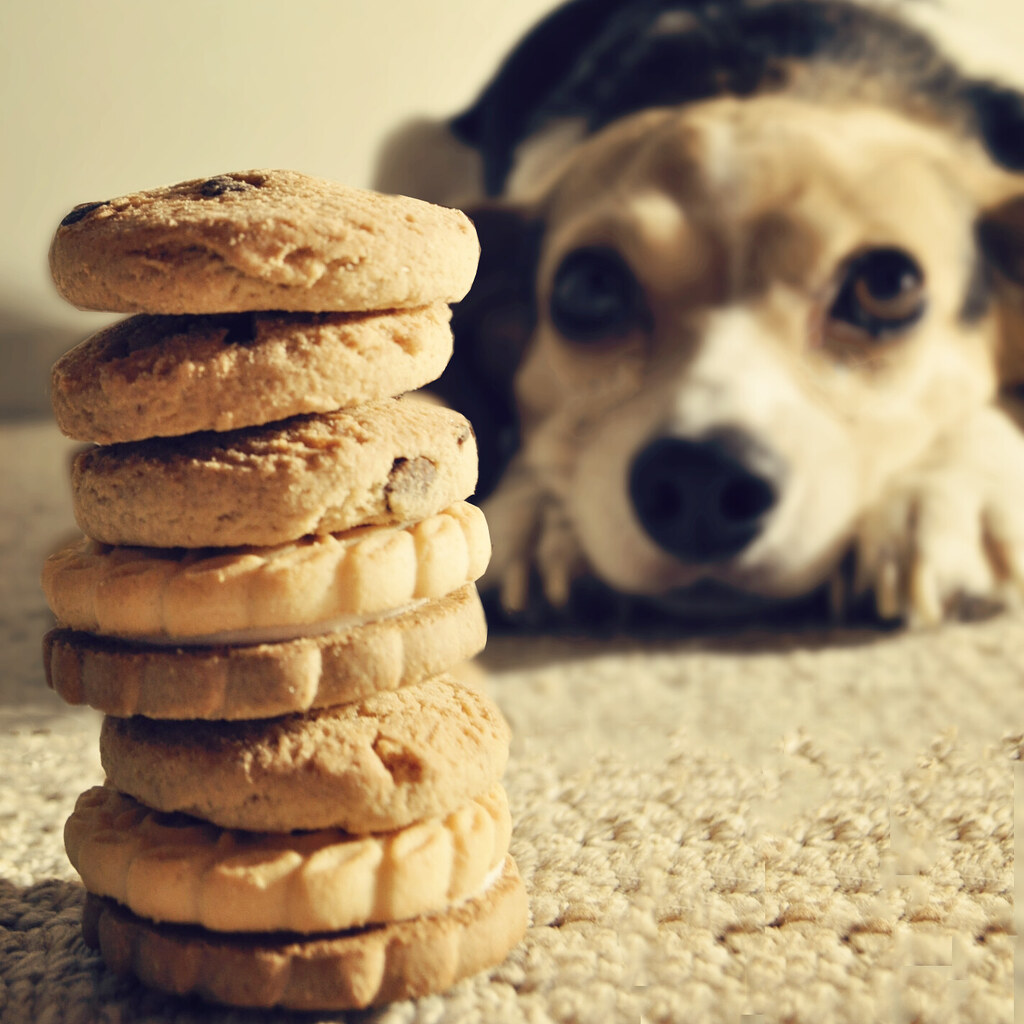 Photo of a dog showing restraint