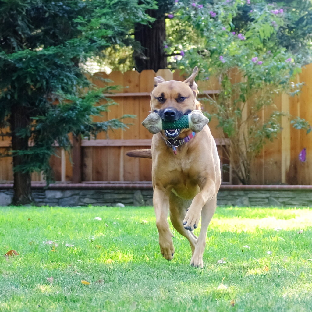 Photo of a dog retrieving a toy