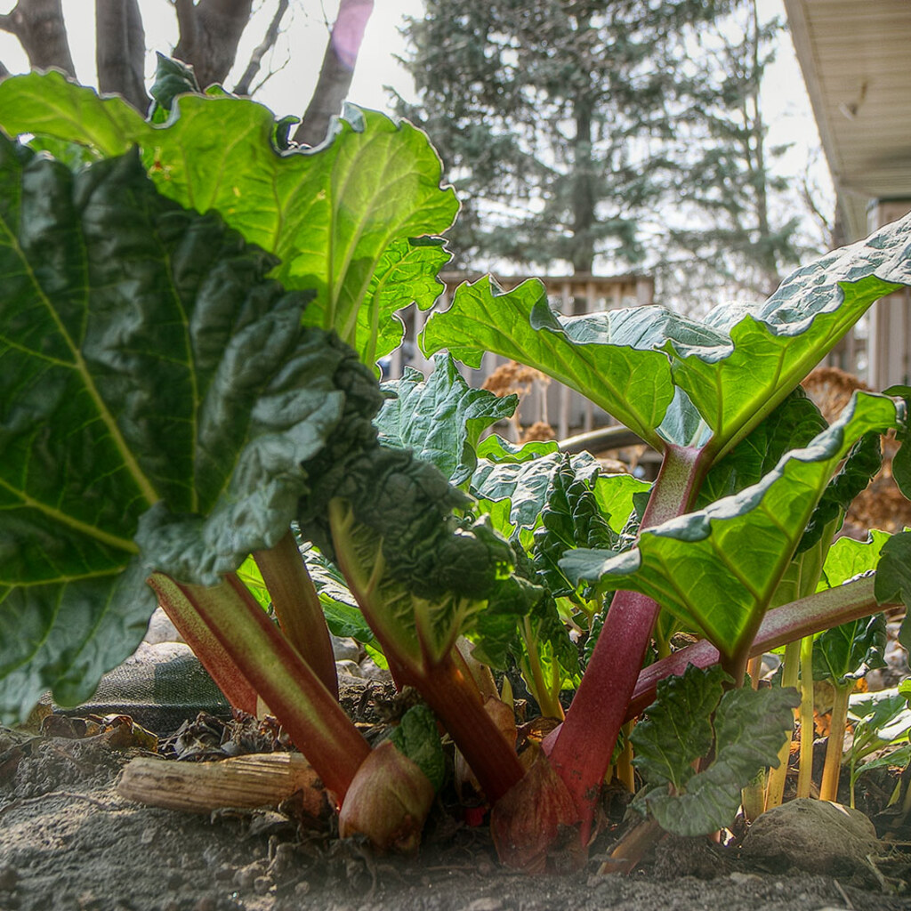 Photo of rhubarb