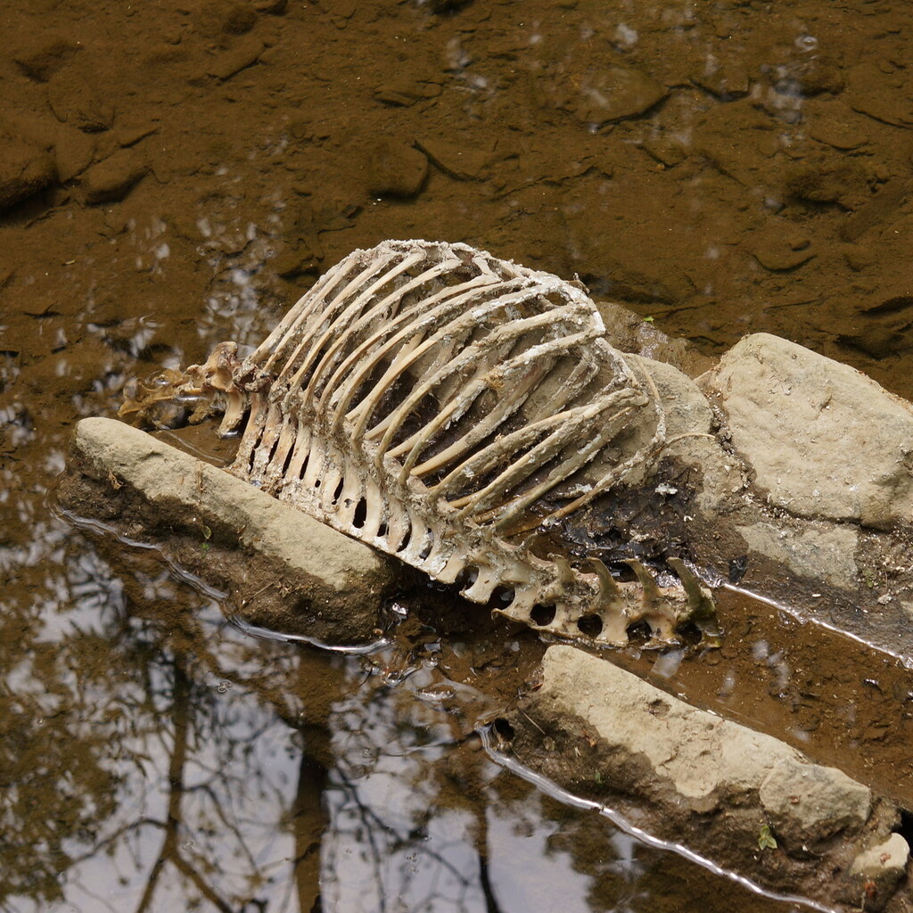 Photo of a deer ribcage