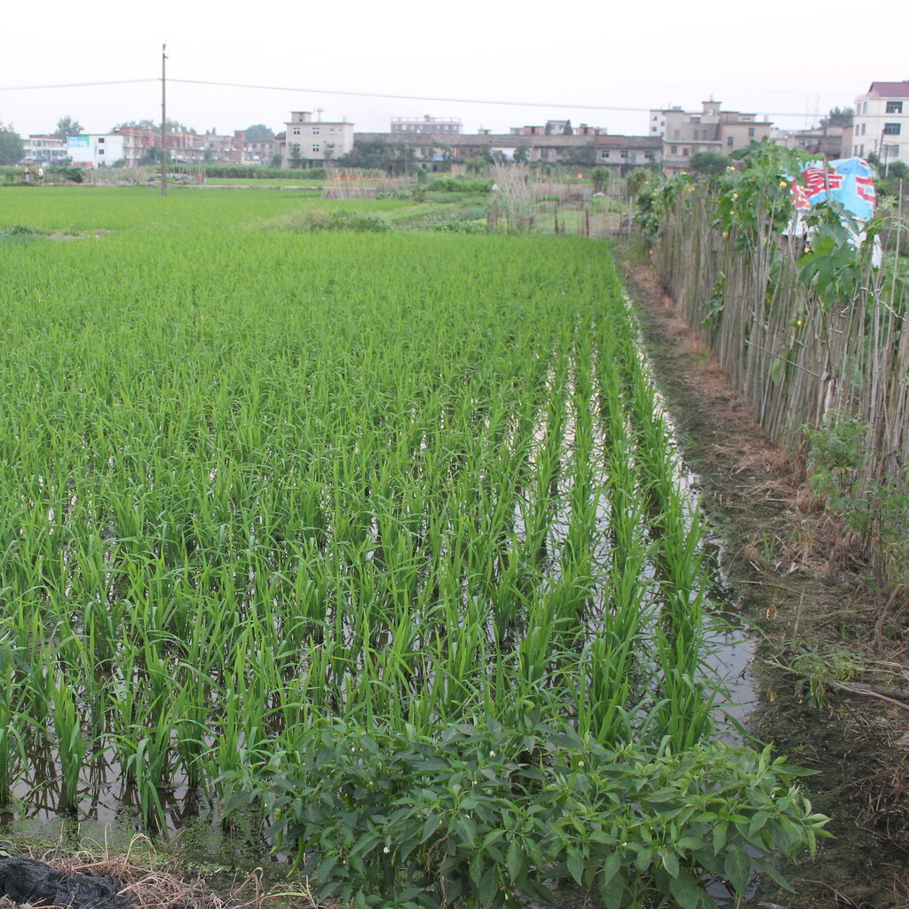Photo of a rice paddy