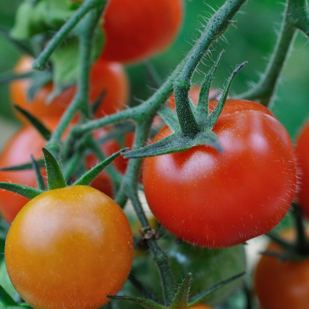 Photo of ripening tomatoes