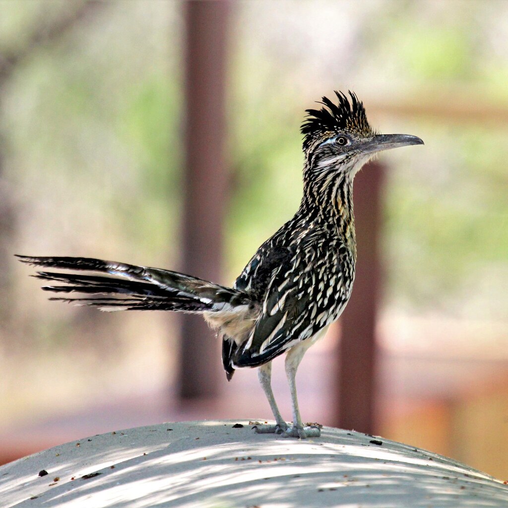 Photo of a roadrunner