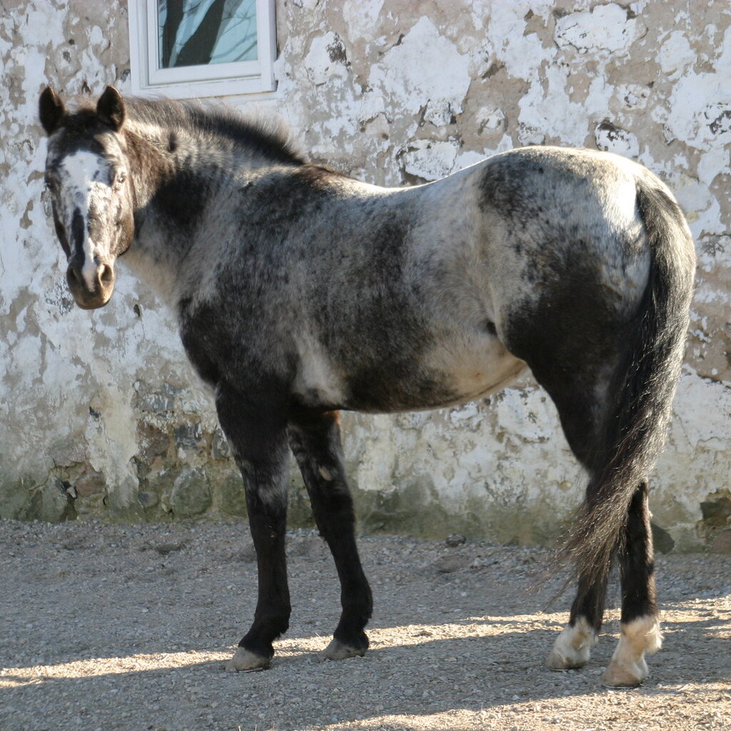 Photo of a roan horse.