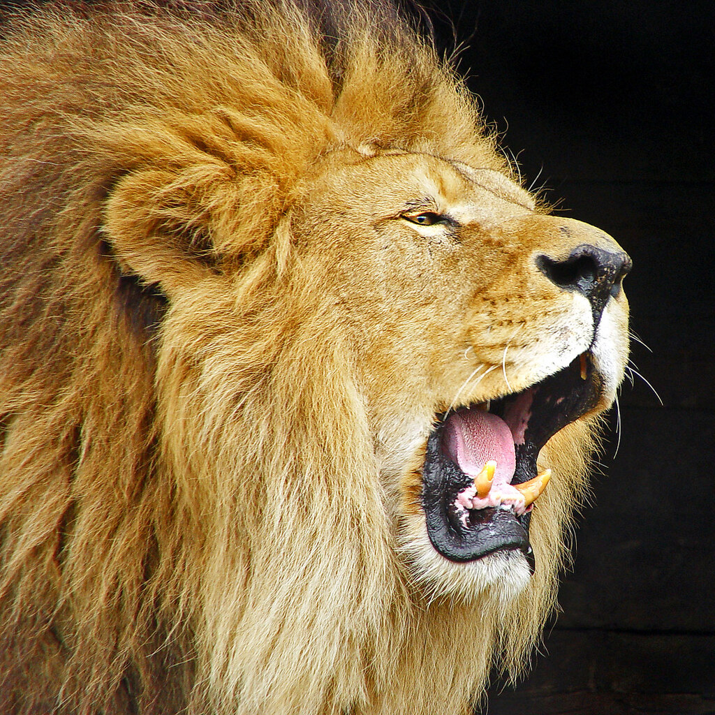 Photo of a lion roaring.