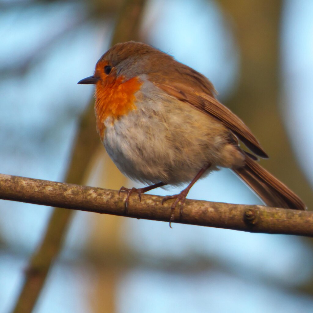 Photo of a robin