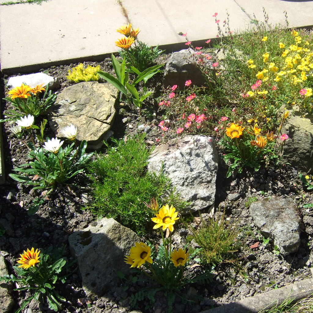 Photo of a rockery