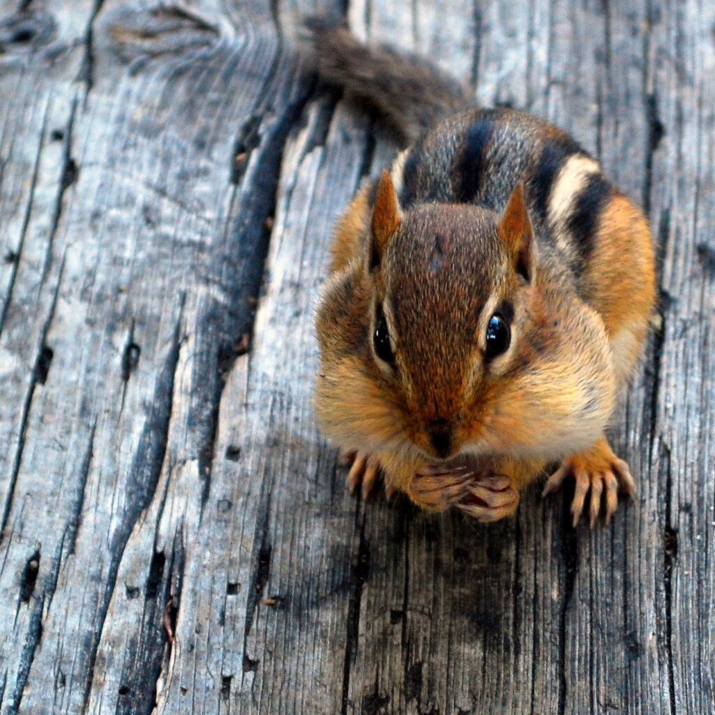 A chipmunk is a rodent.