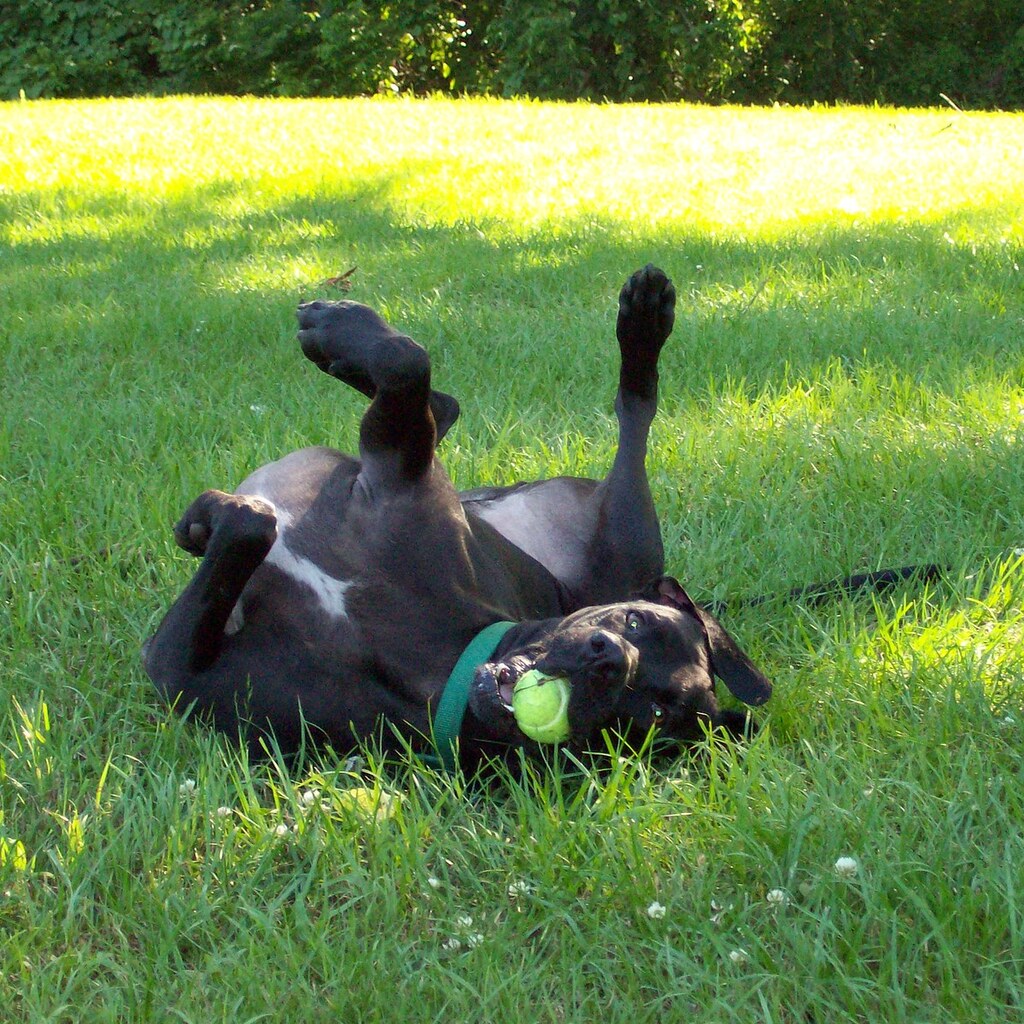 Photo of a dog rolling over