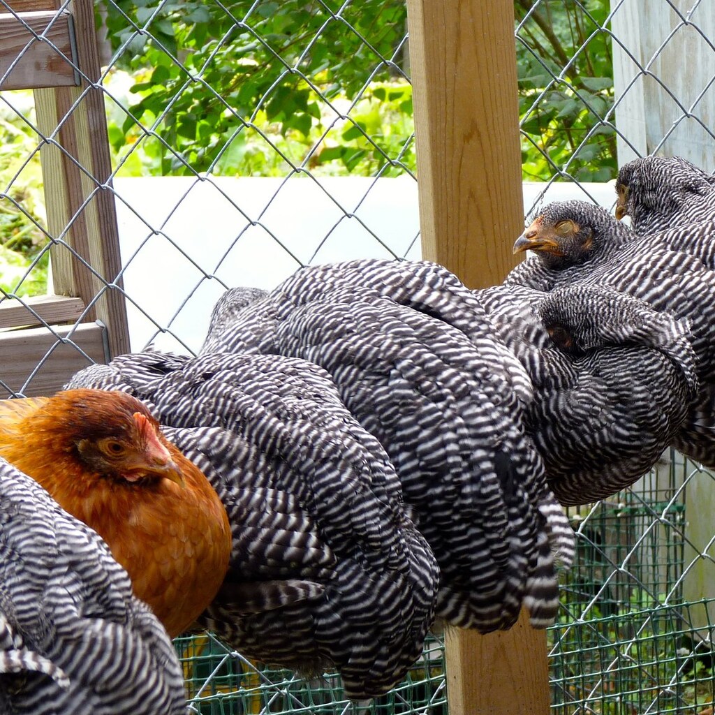 Photo of chickens roosting