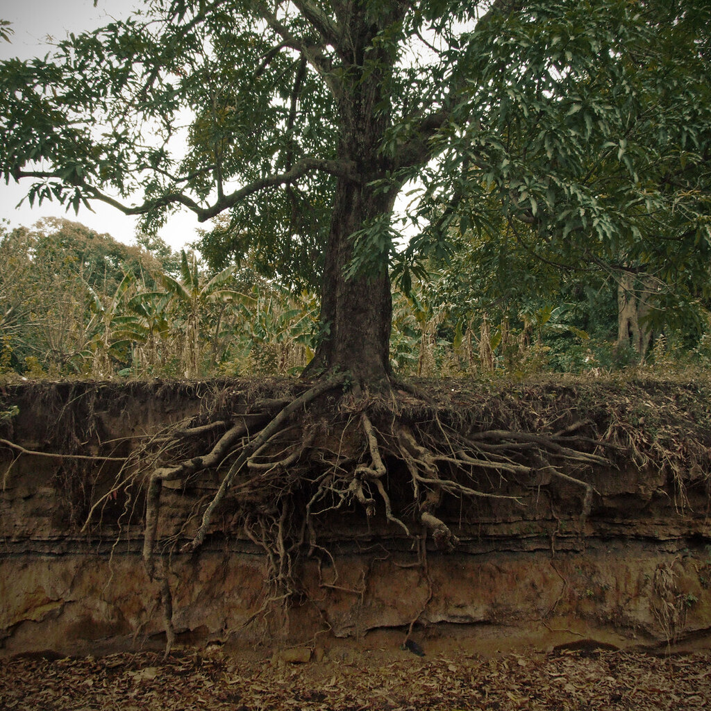 Photo of tree roots.